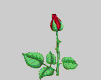 la  rose